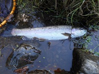 秩父フライフィールド 釣果