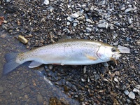 秩父フライフィールド 釣果