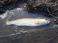 秩父フライフィールド 釣果