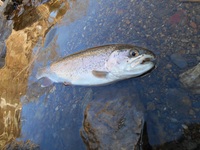 秩父フライフィールド 釣果