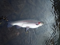 秩父フライフィールド 釣果