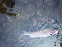 秩父フライフィールド 釣果