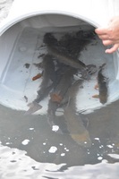 秩父フライフィールド 釣果