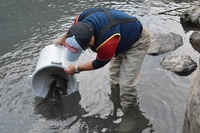 秩父フライフィールド 釣果