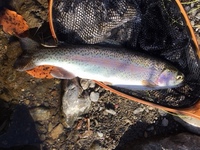 秩父フライフィールド 釣果