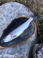 秩父フライフィールド 釣果