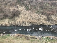 秩父フライフィールド 釣果