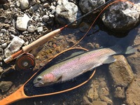 秩父フライフィールド 釣果