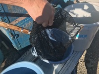 秩父フライフィールド 釣果