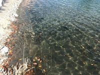 秩父フライフィールド 釣果