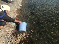 秩父フライフィールド 釣果