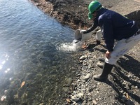 秩父フライフィールド 釣果