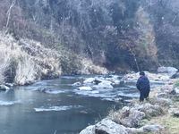 秩父フライフィールド 釣果