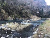 秩父フライフィールド 釣果