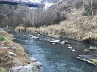 秩父フライフィールド 釣果