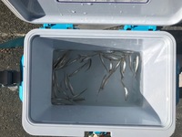 秩父フライフィールド 釣果