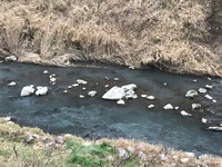 秩父フライフィールド 釣果