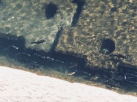 秩父フライフィールド 釣果