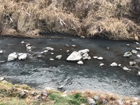 秩父フライフィールド 釣果