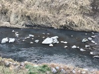 秩父フライフィールド 釣果