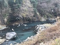 秩父フライフィールド 釣果