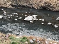 秩父フライフィールド 釣果