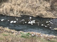 秩父フライフィールド 釣果
