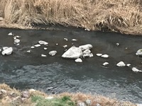 秩父フライフィールド 釣果
