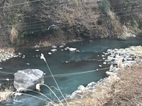 秩父フライフィールド 釣果