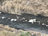 秩父フライフィールド 釣果