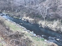 秩父フライフィールド 釣果