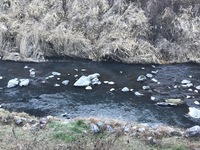 秩父フライフィールド 釣果