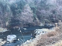 秩父フライフィールド 釣果