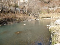 秩父フライフィールド 釣果