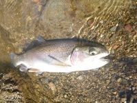 秩父フライフィールド 釣果