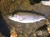 秩父フライフィールド 釣果