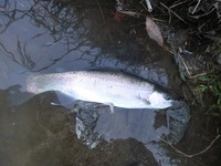 秩父フライフィールド 釣果