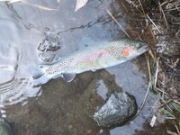 秩父フライフィールド 釣果