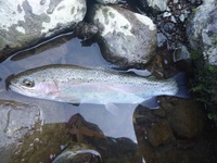 秩父フライフィールド 釣果