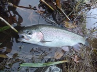 秩父フライフィールド 釣果