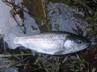 秩父フライフィールド 釣果