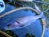 秩父フライフィールド 釣果