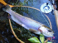 秩父フライフィールド 釣果