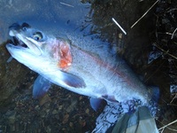 秩父フライフィールド 釣果