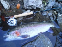 秩父フライフィールド 釣果