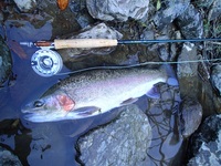 秩父フライフィールド 釣果