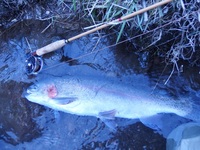秩父フライフィールド 釣果