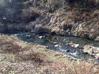 秩父フライフィールド 釣果