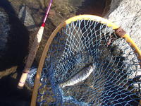 秩父フライフィールド 釣果