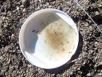 秩父フライフィールド 釣果